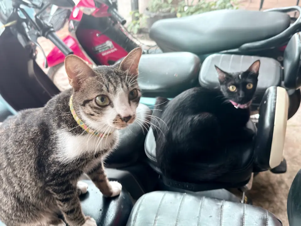 Cat
